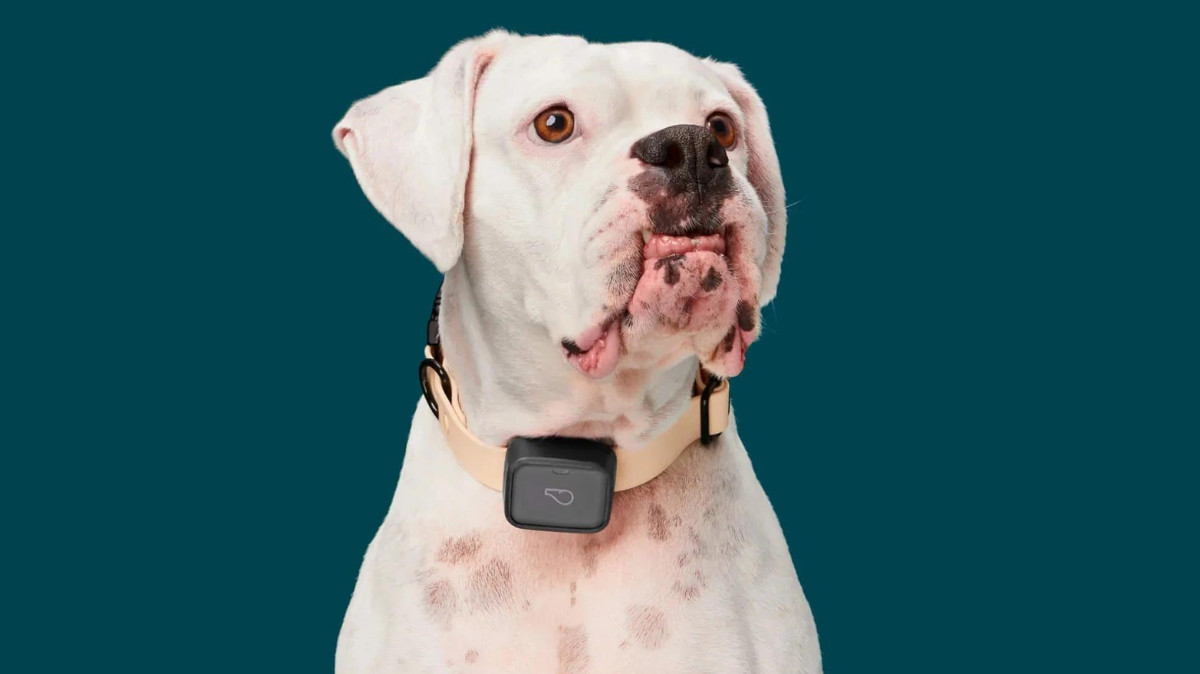 Tech Tails: How Technology is Reshaping Dogs' Lives