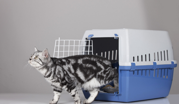 Optimal Cat Conveyance: Picking the Right Carrier for Your Furry Companion
