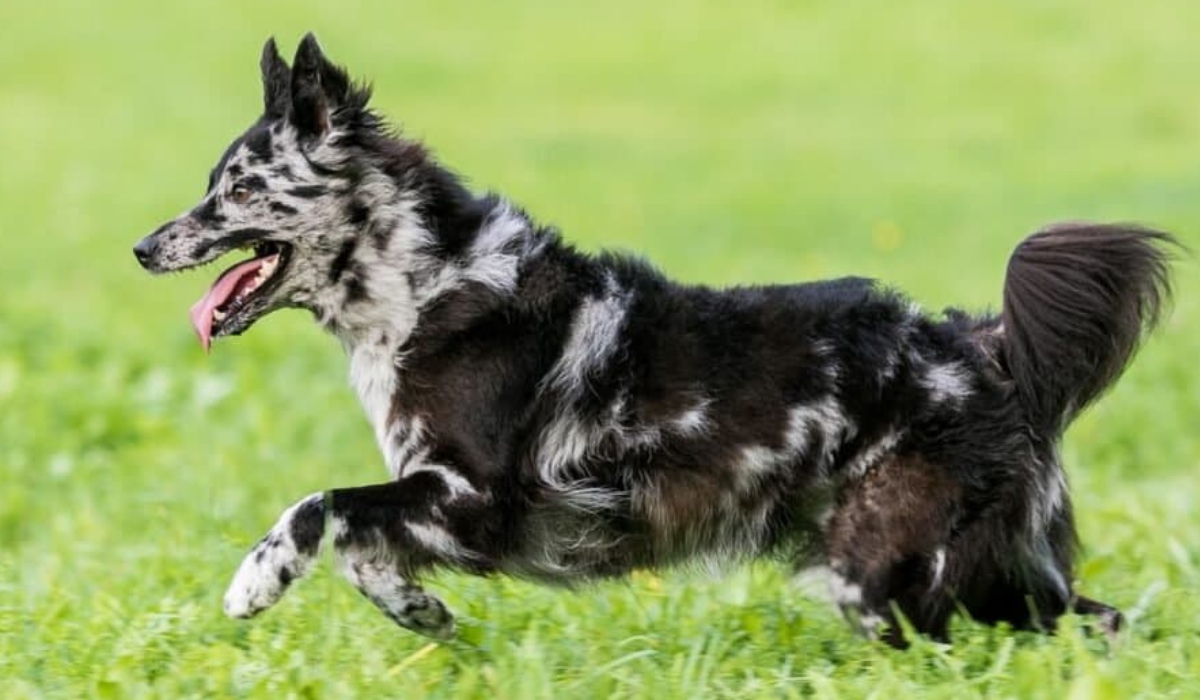 Hidden Canine Treasures: Rare Dog Breeds You've Never Heard OF