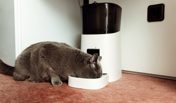 How Smart Pet Feeders Make Life Easier for Pet Owners