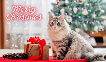 Mastering Christmas Games with Your Cat