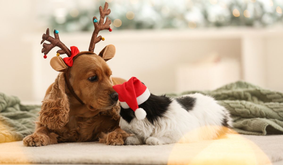 Christmas Adventures: Pet-Friendly Holiday Destinations