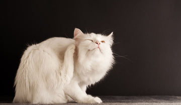 Best Flea Treatments For Cats, According To Vets