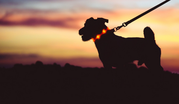 Collar Confusion: Debunking the Nighttime Dog Safety Debate