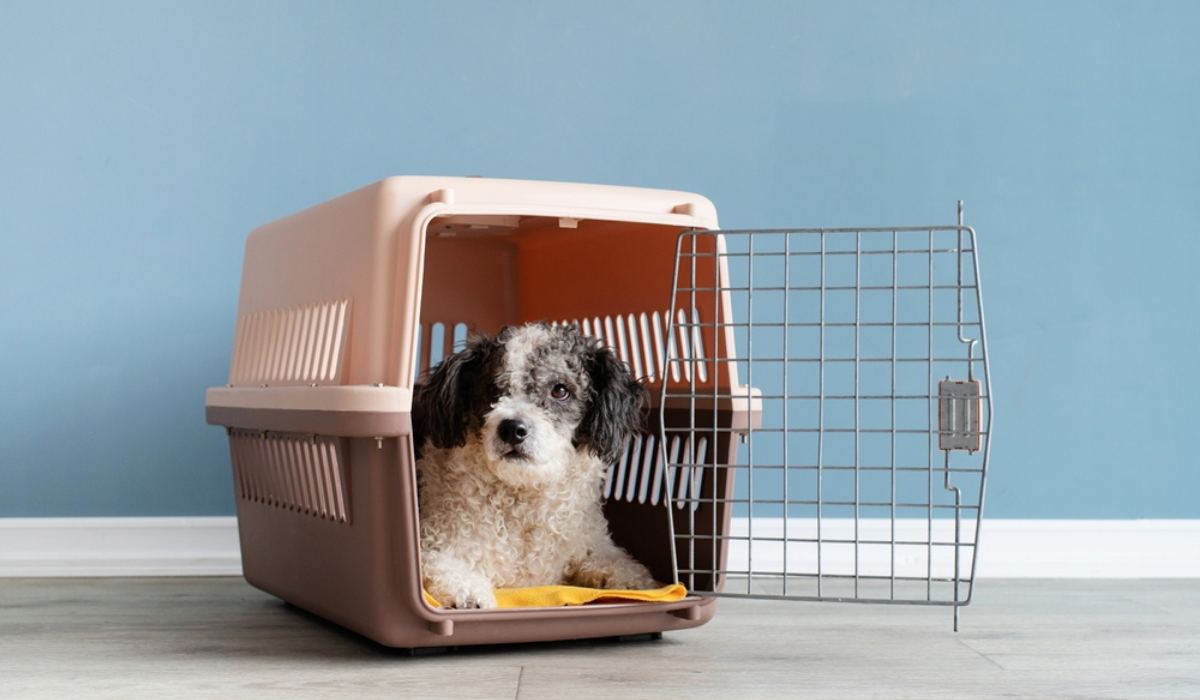 Selecting the Ideal Pet Carrier for Small Dogs: A Comprehensive Guide