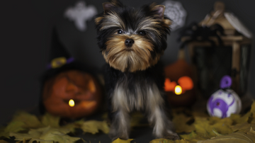 Tailored Terrors: Unique Halloween Costumes for Dogs, Big and Small!