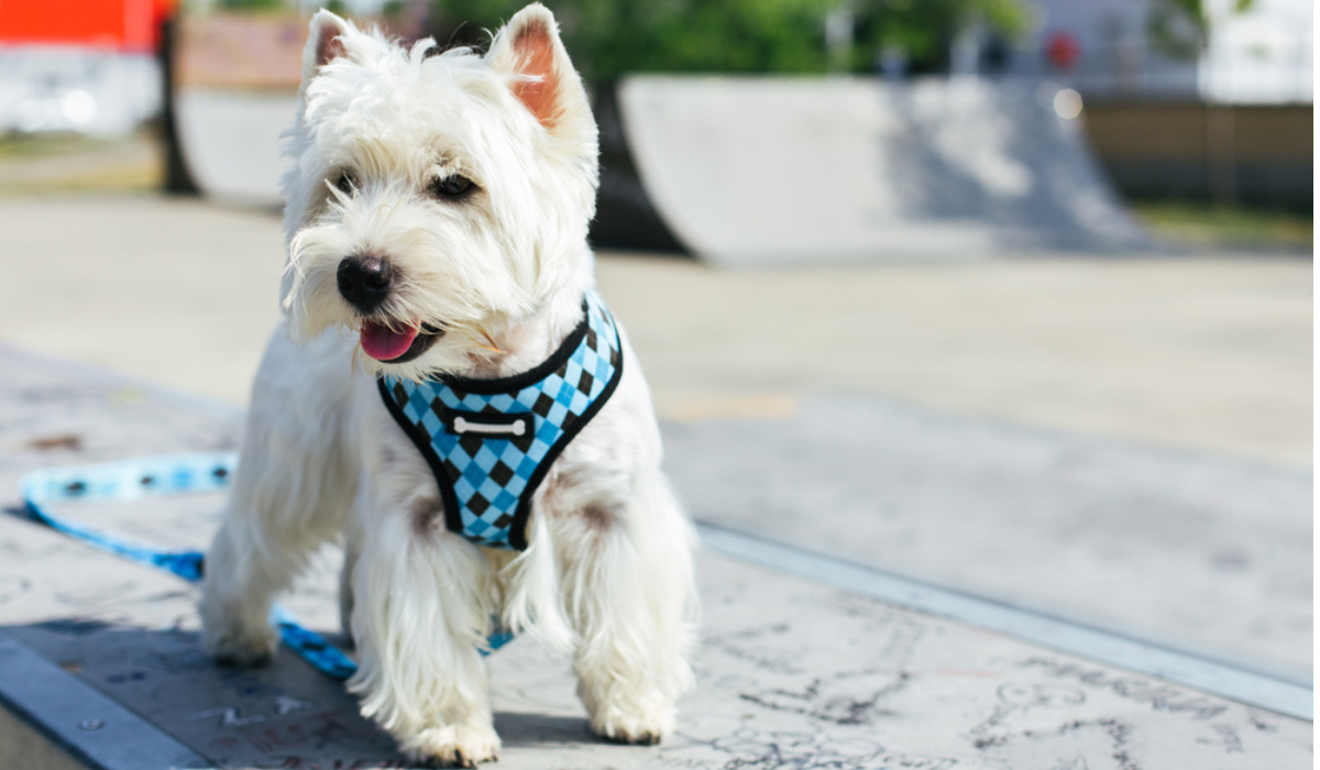 Zero Tug: The Best Anti-Pull Harnesses for Dogs
