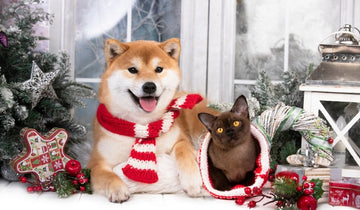 Unwrapping the Non-Food Dangers of the Holidays for Your Pets
