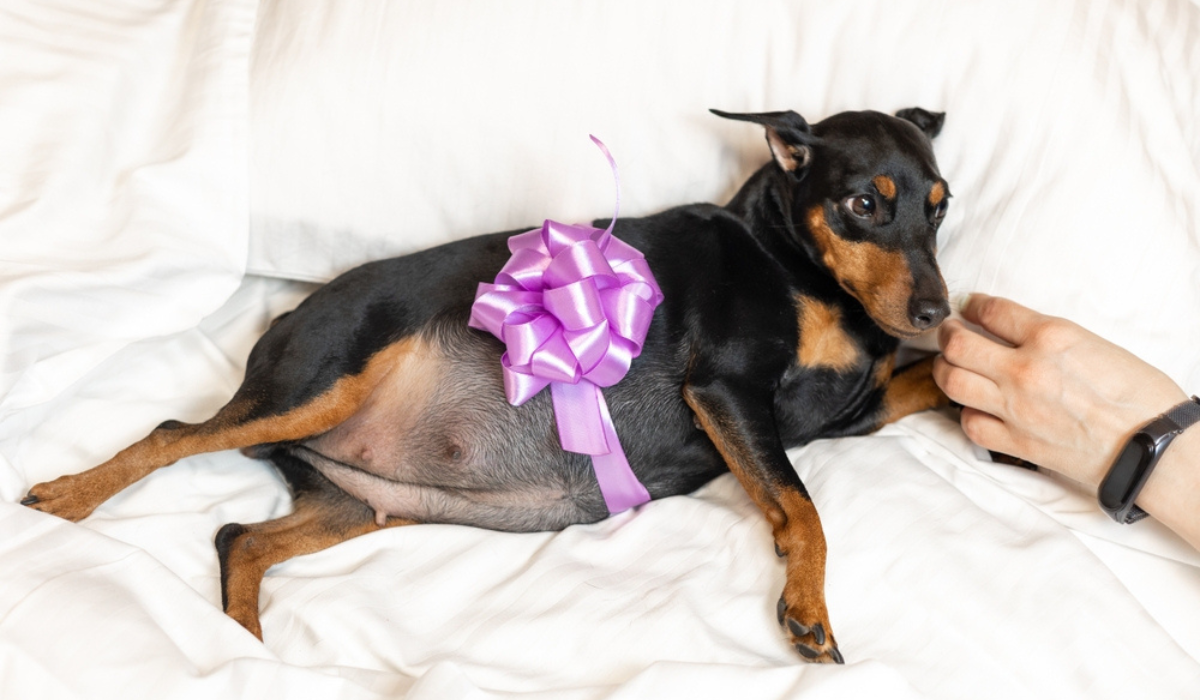 Pregnant Pooches: Identifying Symptoms and Troubleshooting Complications
