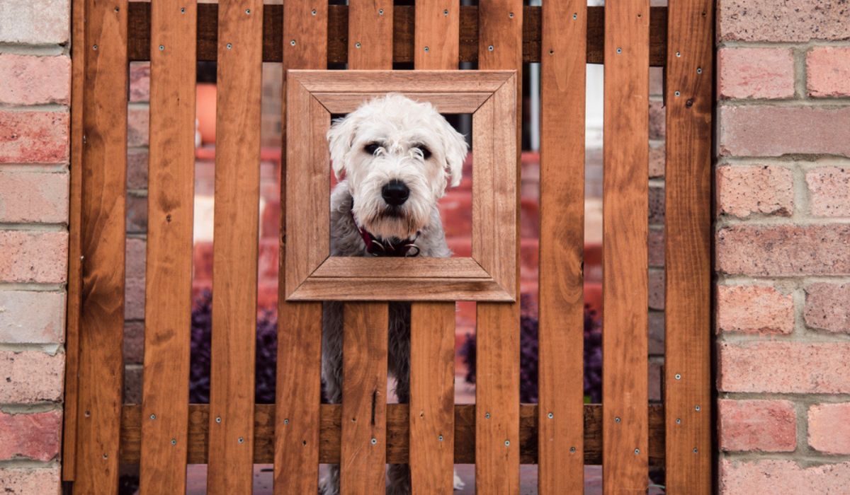 Finding the Ideal Dog Fence for Your Furry Friend
