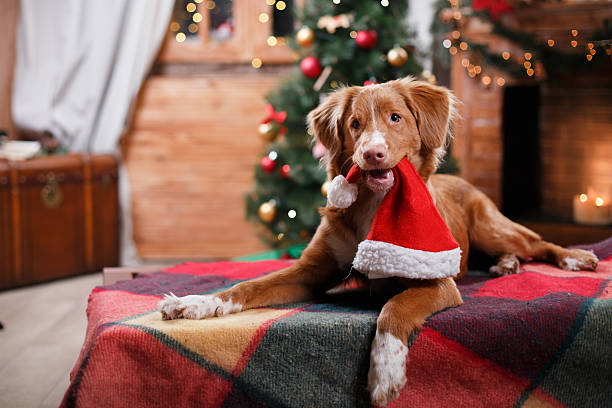 Santa's Little Helper: Training Your Pet for Christmas Fun