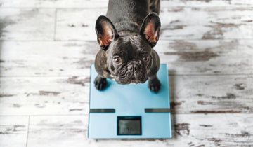 A Holistic Approach to Dog Weight and Happiness