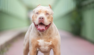 Navigating the XL Bully Dog Ban: Understanding, Preparing, and Exploring Alternatives