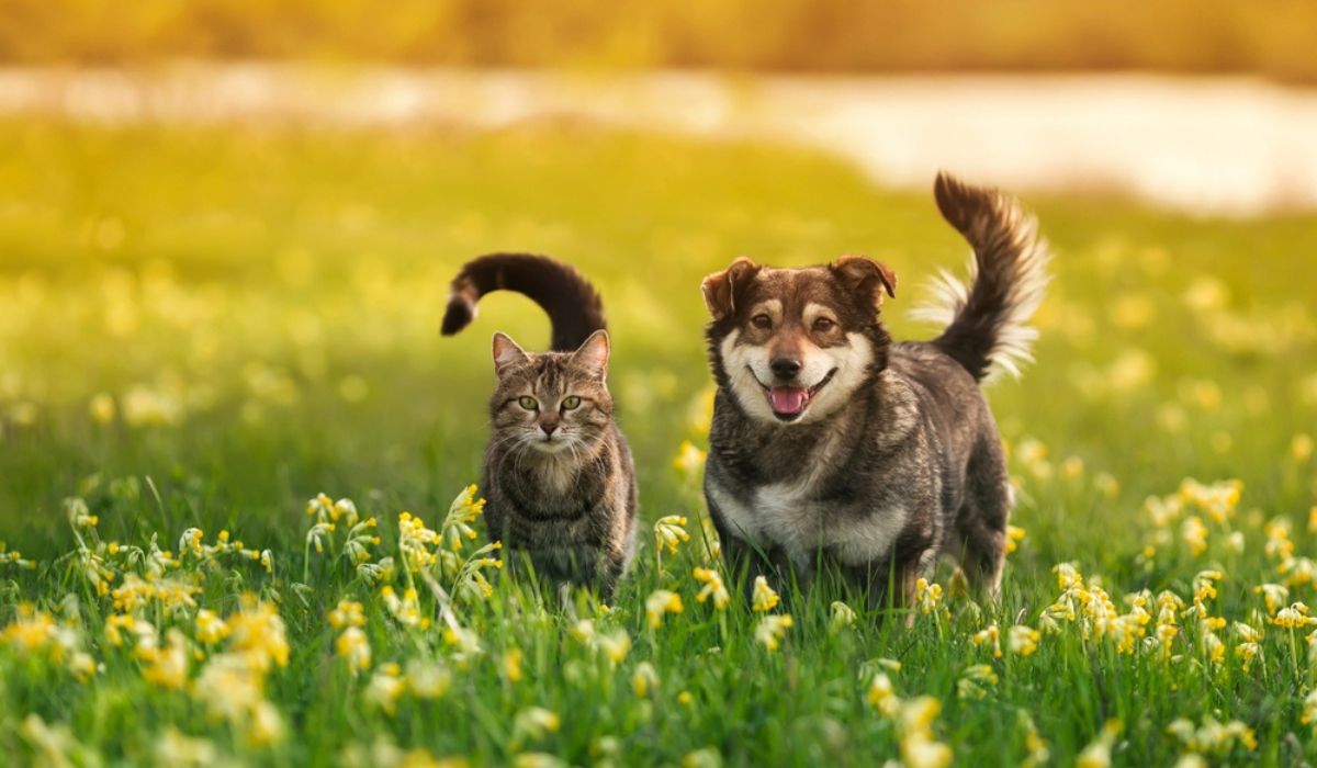 The Essential Necessities for Happy Pets