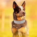 PetAffairs Crystal Elegance Rhinestone Dog Collar