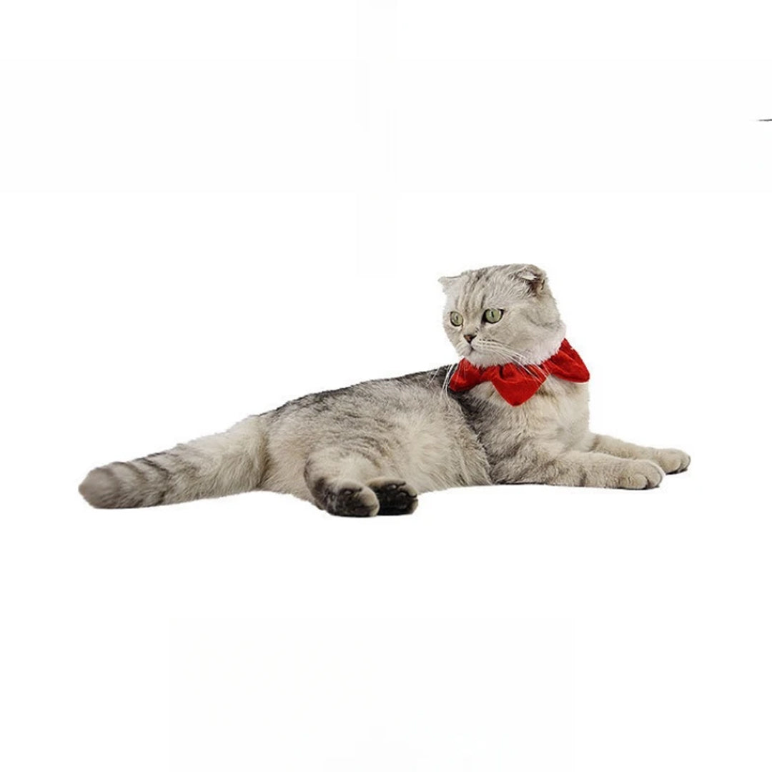 PetAffairs Star Christmas Neck Collar