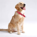 PetAffairs Fashion PU Leather Dog Collar Pet Collar Supplies