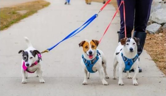Selecting the ideal pet carrier for small dogs