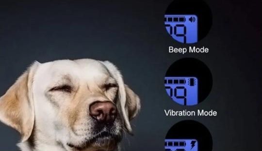 Beep or vibration? Choosing the right training collar mode