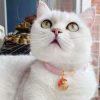 Enchanted Blossom Pet Collar - Pendant Style