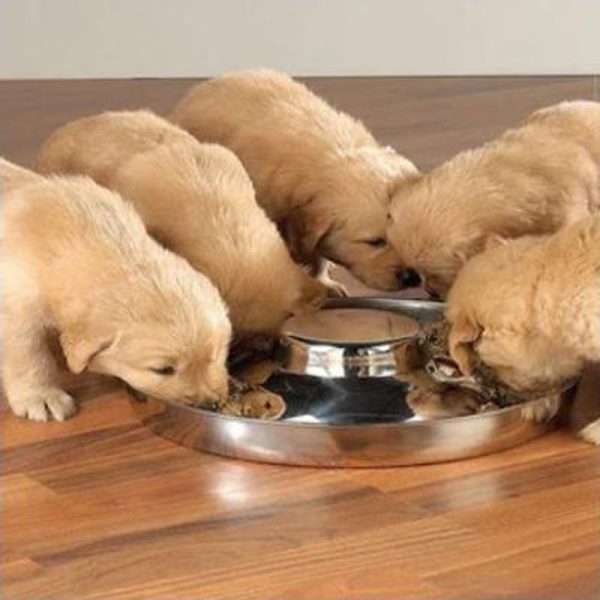 Multi-Pet Stainless Steel Slow Feeder Dog Bowl
